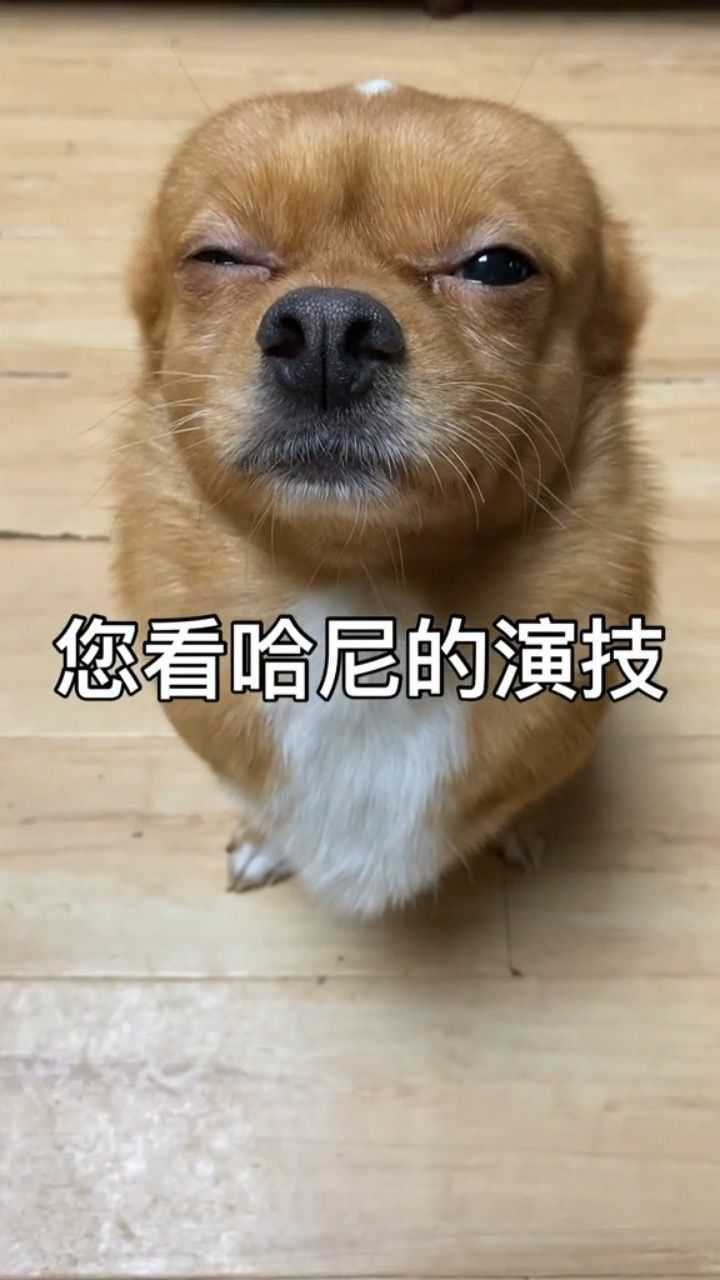 你看看狗狗哈尼的演技能不能拿一张s卡
