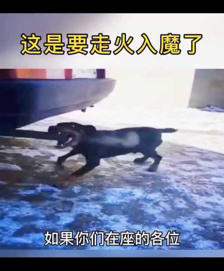 搞笑配音这狗子怕不是要走火入魔了吧