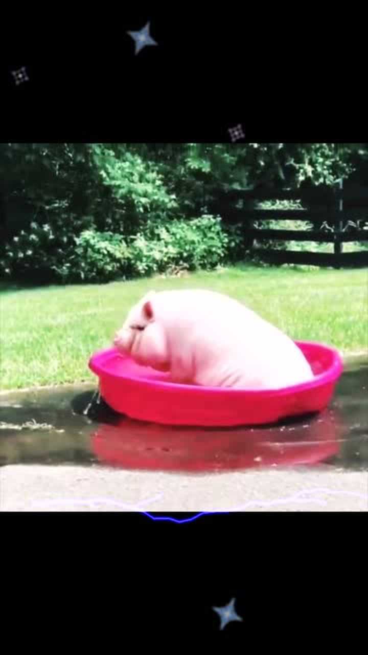 快来看你家的猪崽子洗澡澡啦!_腾讯视频