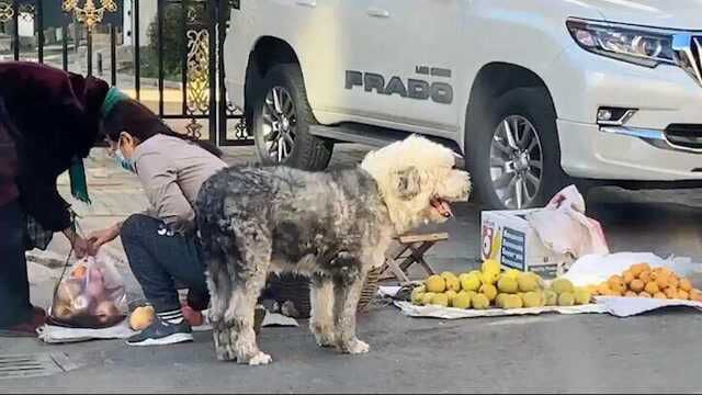 真冻成狗!东北狗子陪主人上街买菜 冻得两腿直哆嗦