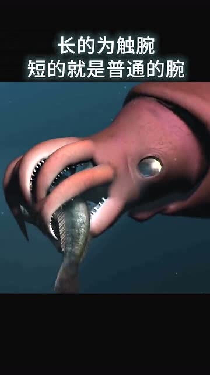 比大王乌贼还大的酸浆鱿能轻松在抹香鲸身上划伤口称它为深海幽灵不为