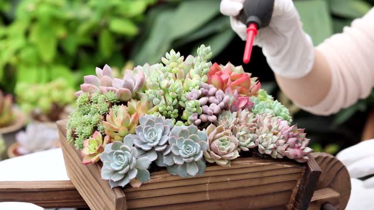 多肉出状态了真好看,种在木车上满满一车的多肉好丰富