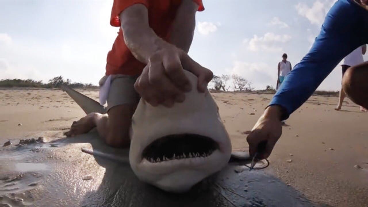 男子海边钓到大鲨鱼骑背上拍照炫耀场面让人捏一把汗