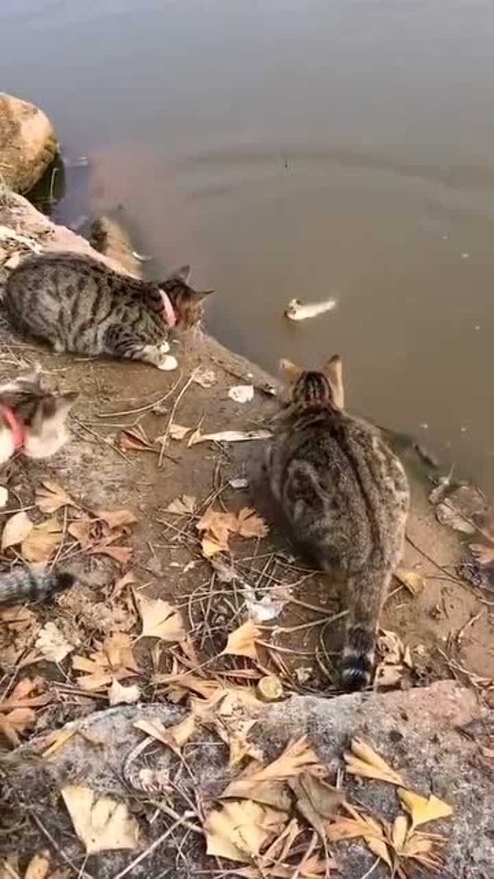 小猫河边抓鱼配合太完美不愧是中华田园猫