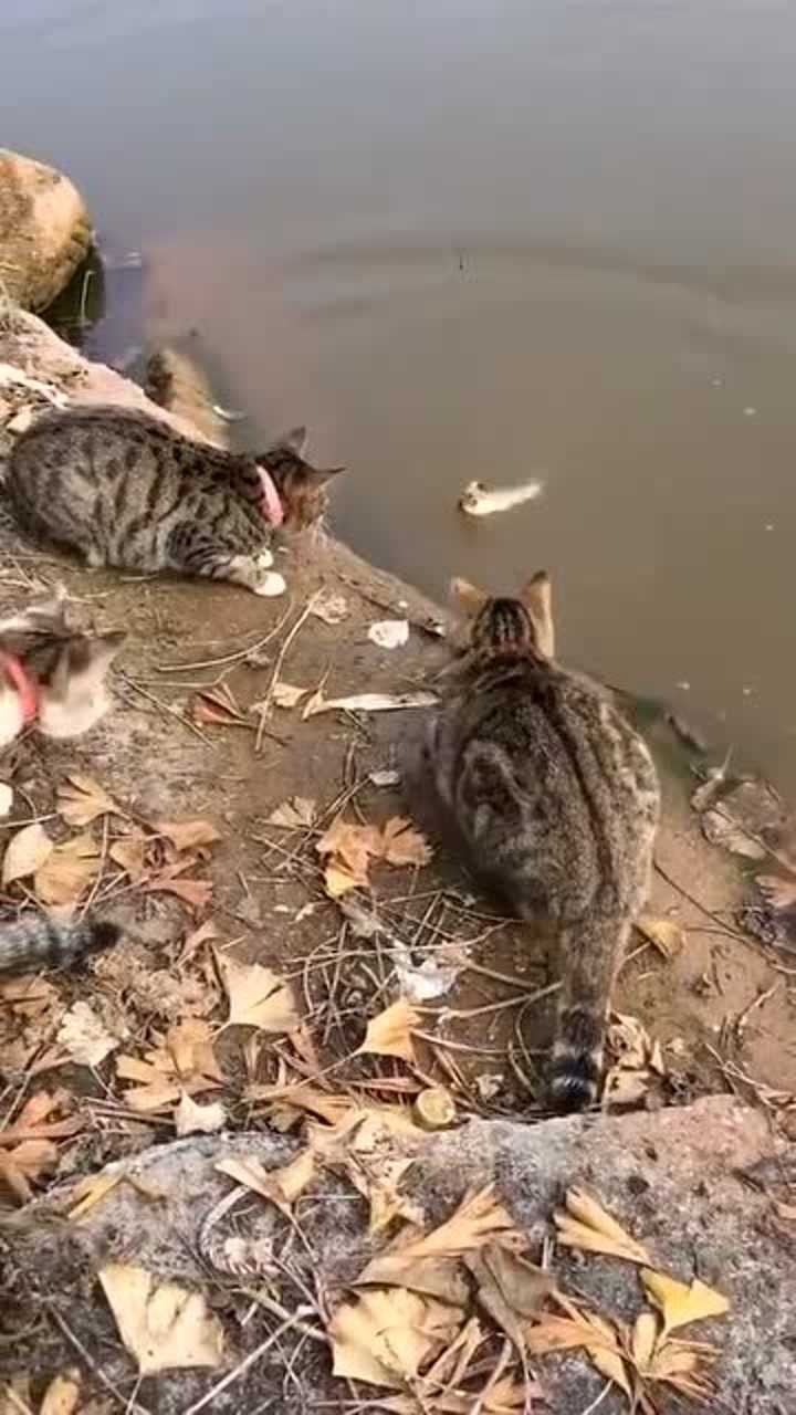 小猫河边抓鱼配合太完美不愧是中华田园猫