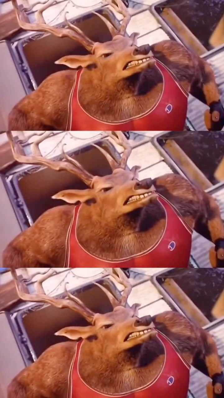 自律的鹿有多可怕,太励志了