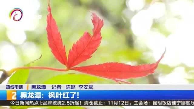 黑龙潭:枫叶红了!