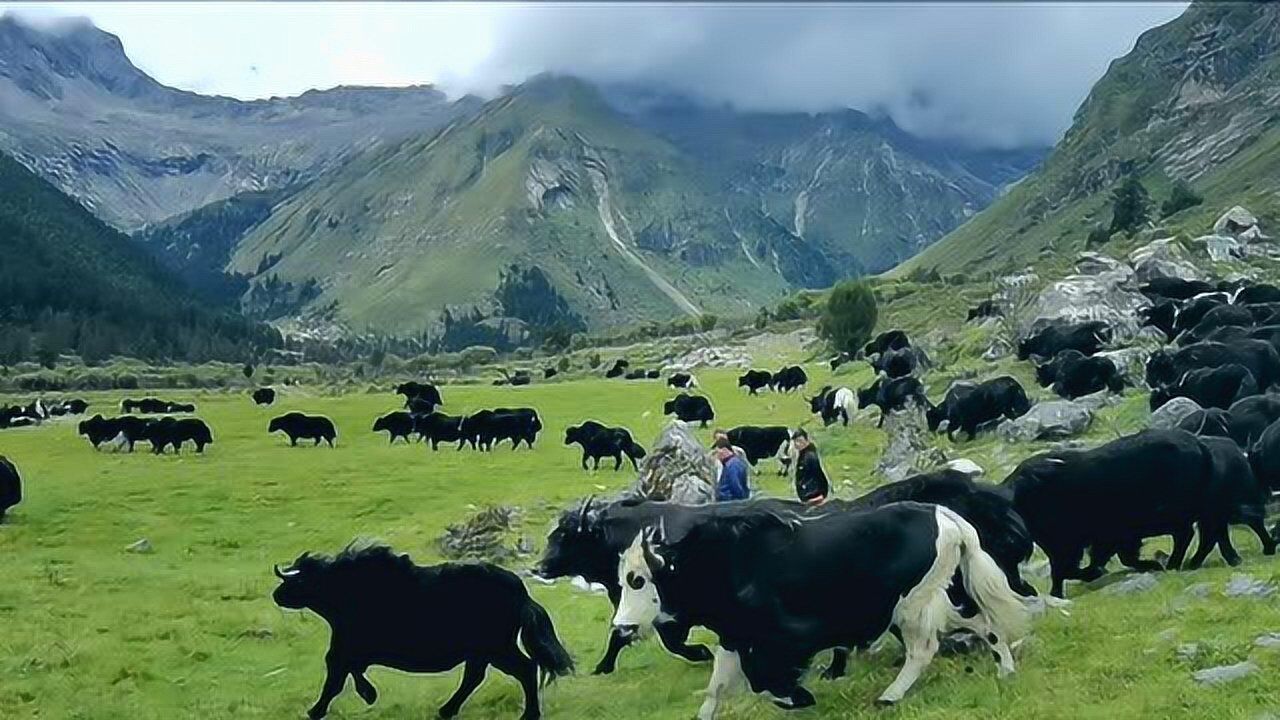 九龙牦牛 世界之最