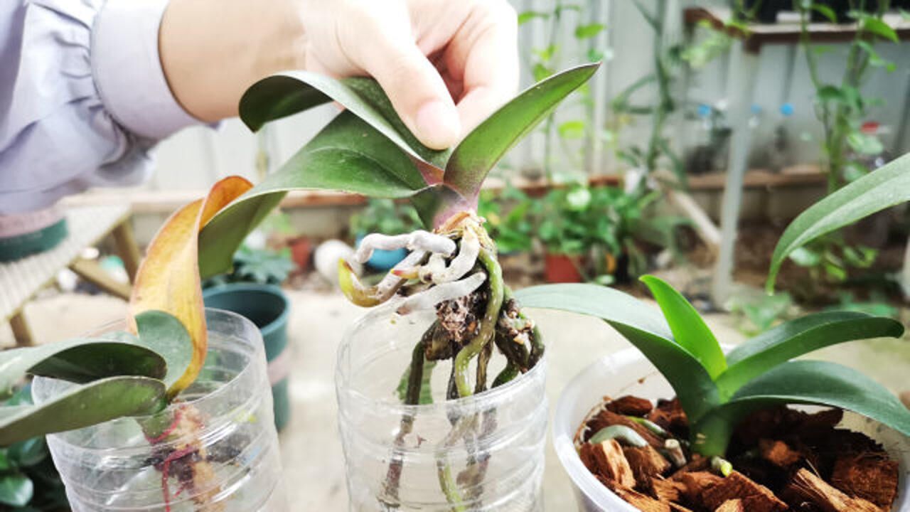 给无根的蝴蝶兰促根,多种方法对比后发现,最靠谱还是这招