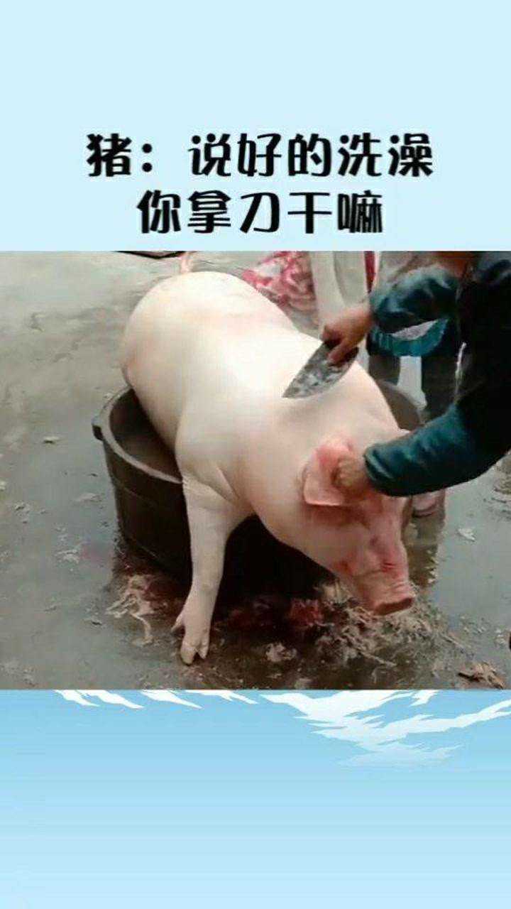 猪看杀猪搞笑图片图片