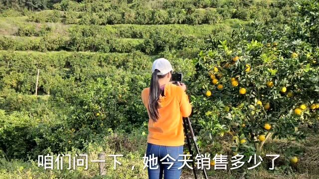 美女承包52亩山地,种植江西名果,一年收入600000元