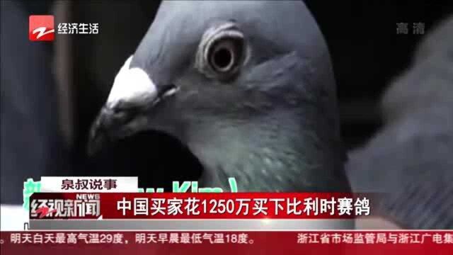 中国买家花1250万买下比利时赛鸽