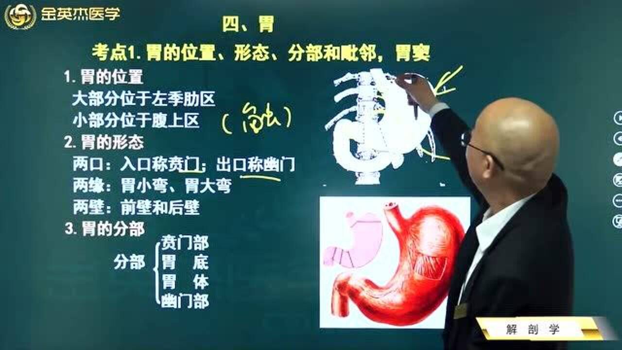 临床解剖学:胃的位置、胃的形态、胃的毗邻和胃的分部,胃窦。_高清1080P在线观看平台_腾讯视频