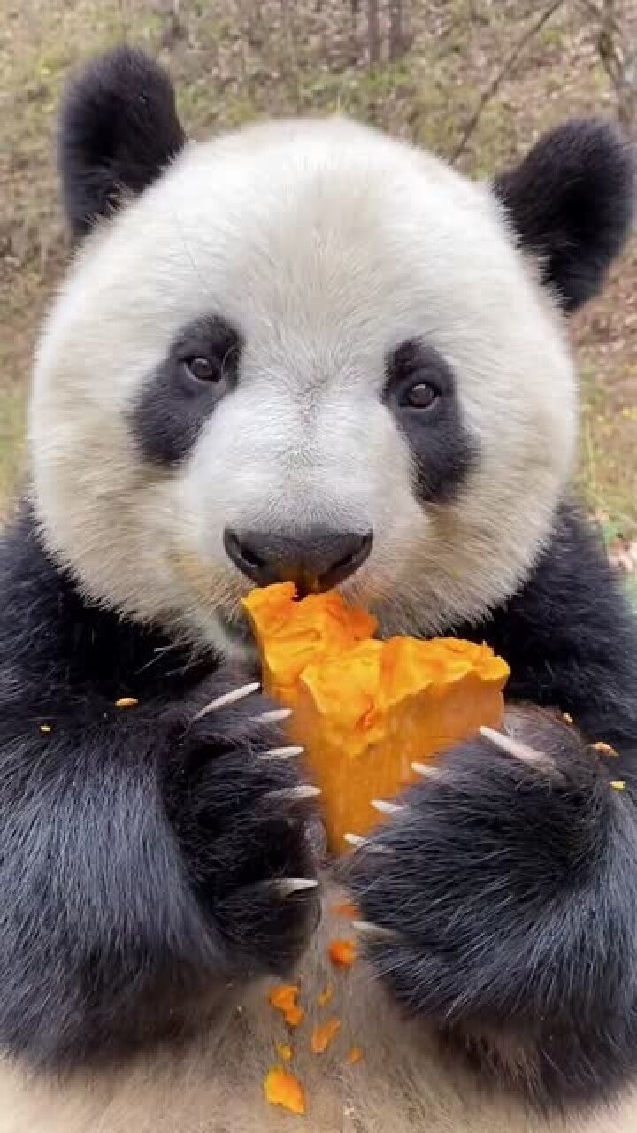 大熊猫吃南瓜,吃得真香