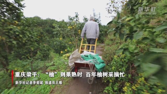 重庆梁平:“柚”到果熟时 万株柚树采摘忙