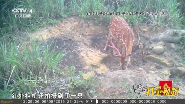 桃红岭的野生梅花鹿!桃心状的尾巴竖起可以警示同伴