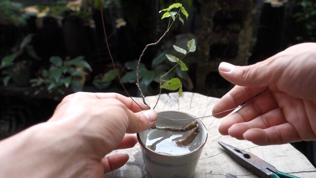 山上挖回来一棵小树苗,缠绕铜线,自制小型盆景,成品造型意境美