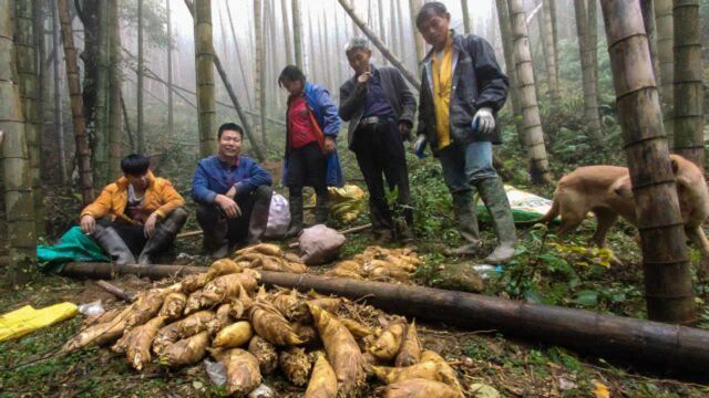 进山挖冬笋大场面,看看最后挖了多少冬笋,第一次见挖这么多