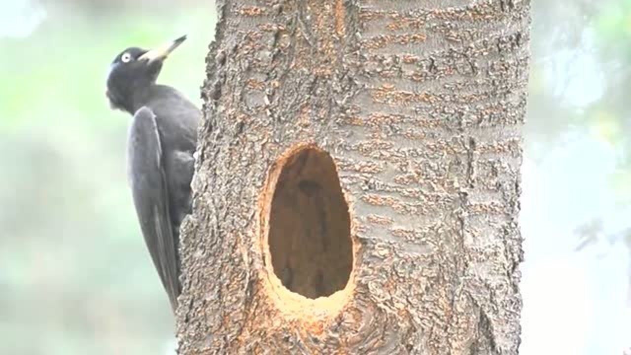 近距离观看啄木鸟育雏房子挺大孩子挺多