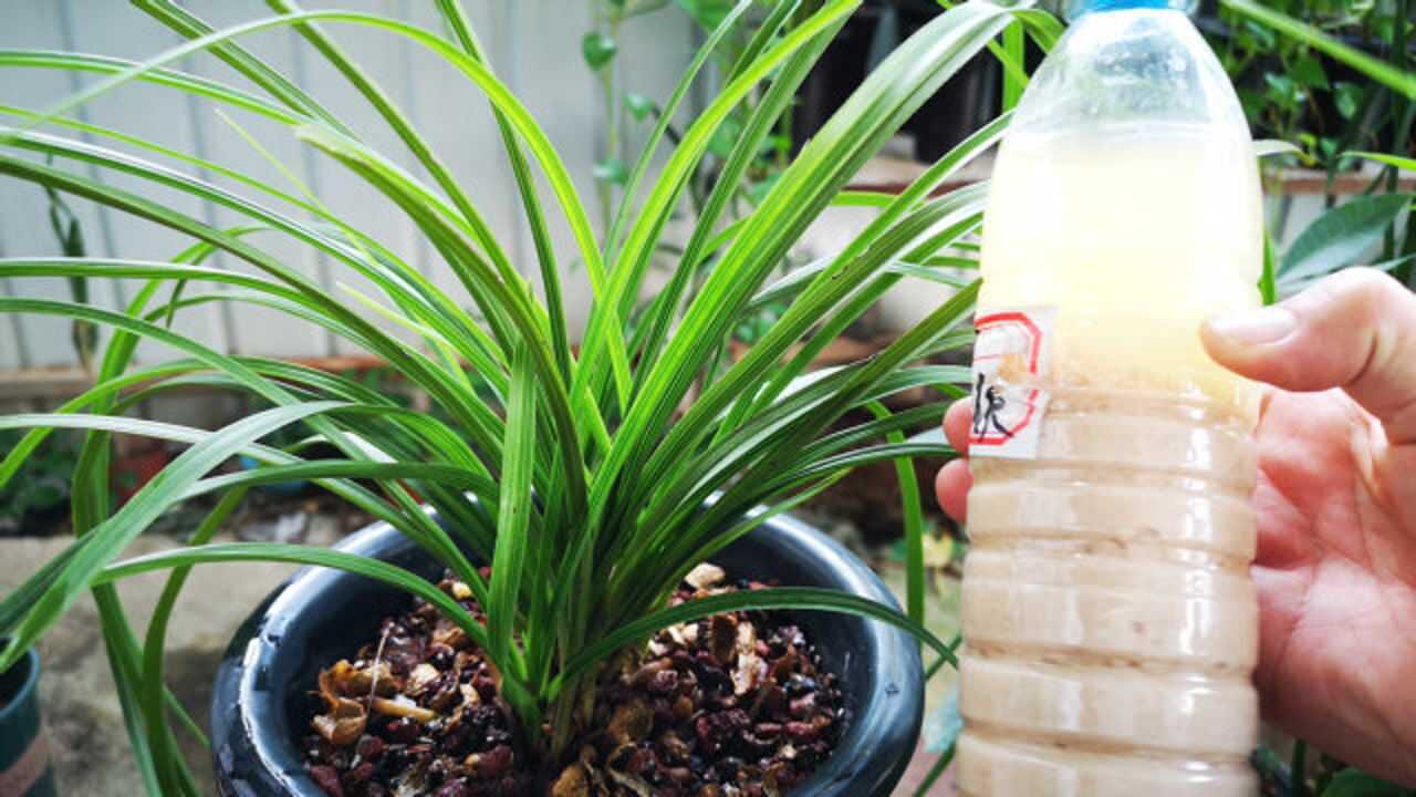 用自制有机肥水养兰花这3点要牢记不然容易导致它生长不良