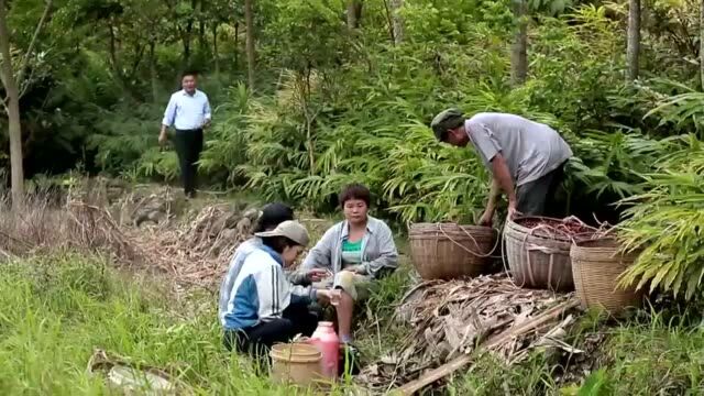 老广的味道:原来砂仁是这么长在地上的,现在知道了