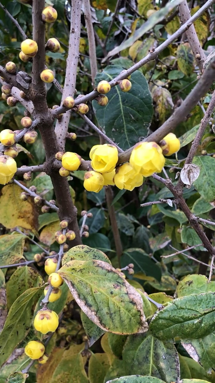 素心腊梅开花浓香型特别耐寒