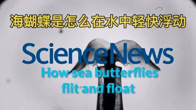 科学家首次拍摄到海蝴蝶游泳方式,其游泳方式可帮助人类设计水下机器人