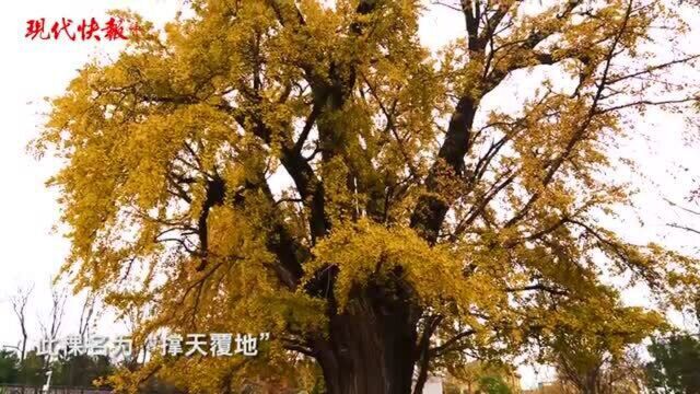 美了1500年,南京惠济寺三棵古银杏再迎颜值巅峰