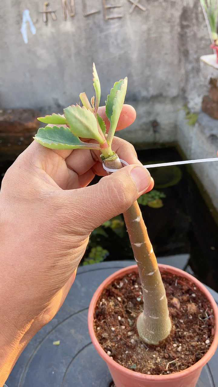 长寿花嫁接沙漠玫瑰