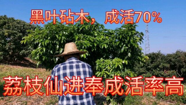 荔枝黑叶改接仙进奉,成活率70%左右,亲和性不错,可以嫁接仙进奉喔