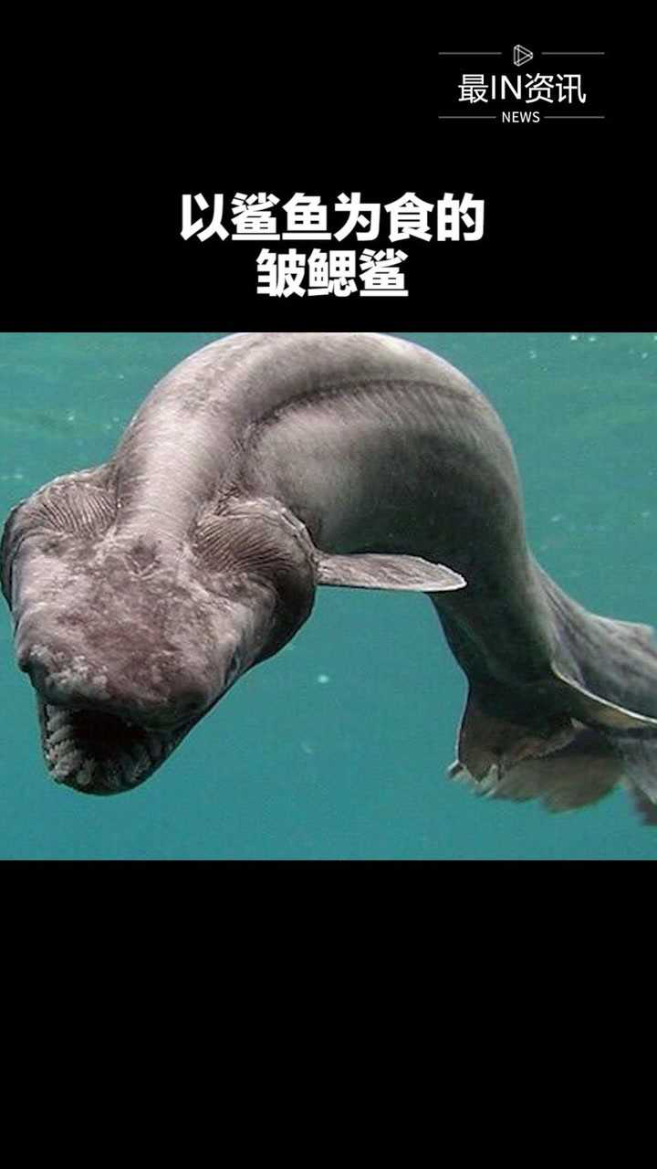 以鲨鱼为食的皱鳃鲨#最in资讯