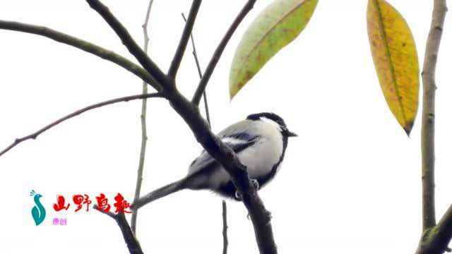 好听的大山雀叫声,大山雀虽是普通鸟,但叫声确实很好听