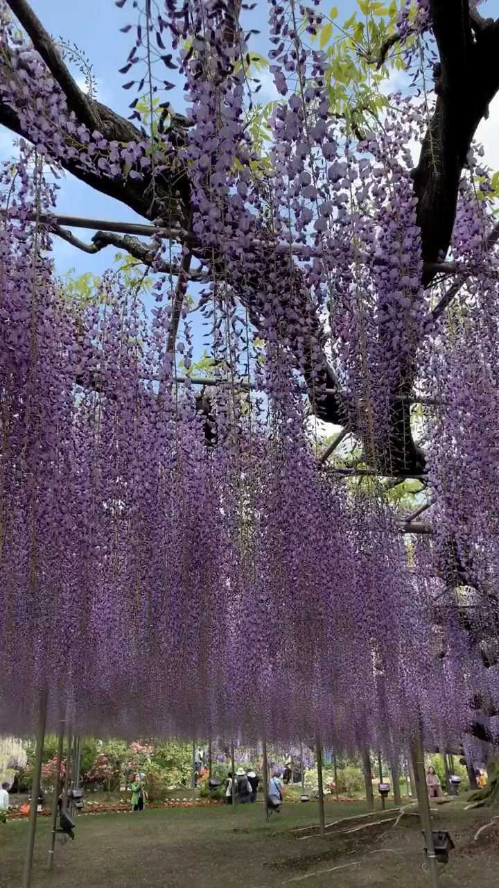 进口长穗紫藤开花浓香型爬藤能力强