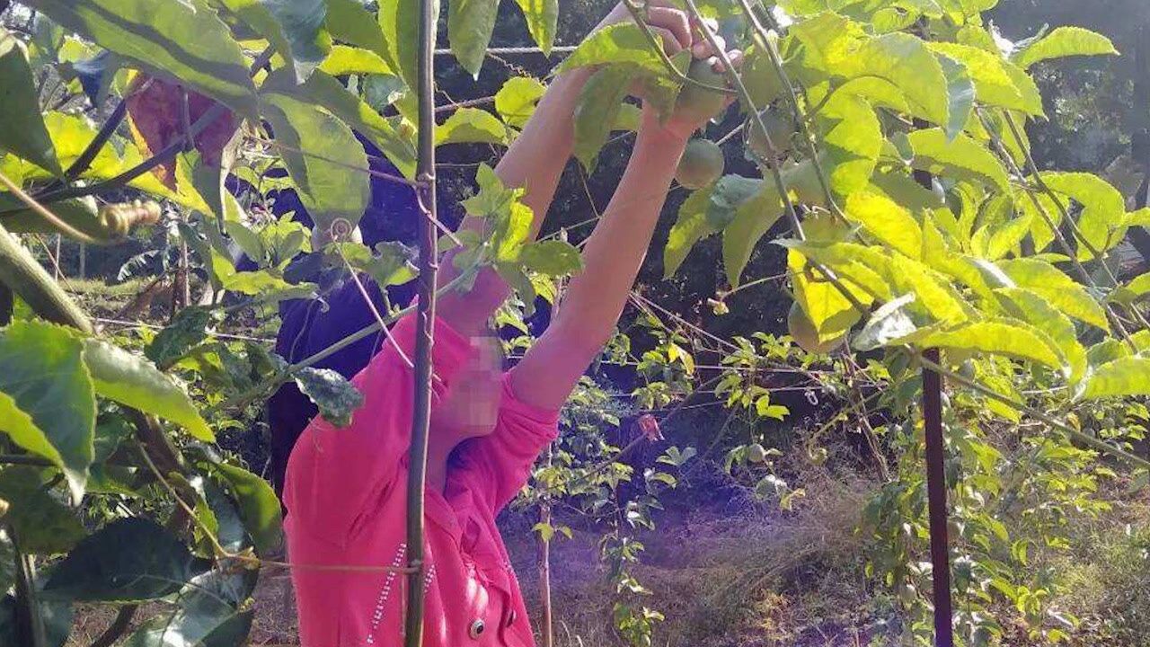 广西百香果女童案再审开庭将择期宣判嫌疑人曾要求死刑