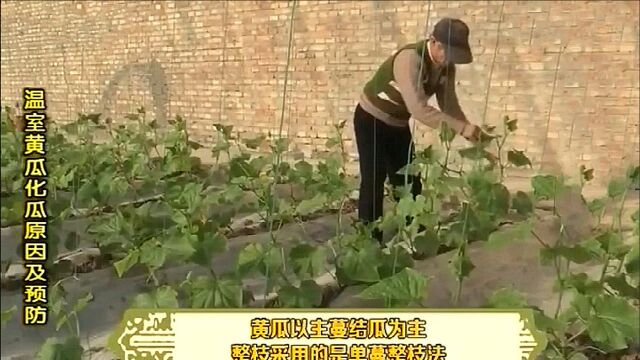 采用单蔓整枝法,给黄瓜整枝,可保证理想的通风和光照条件