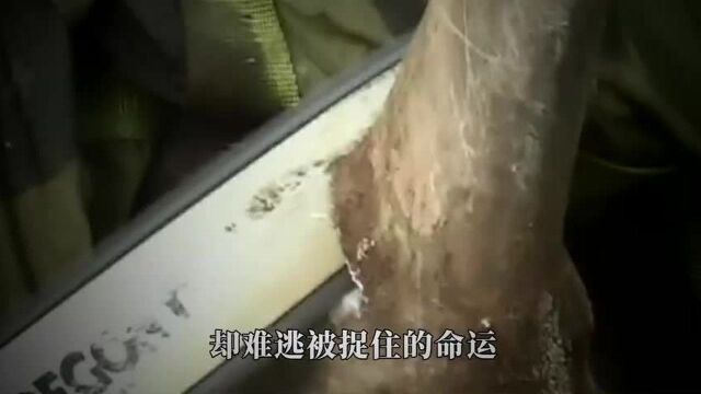 犀牛角被割掉,现在才知道,原来是为了保护犀牛的安全!