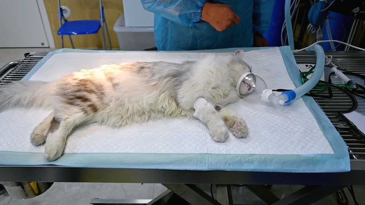 猫咪做绝育手术很顺利但是看着它挣扎的样子主人特别心疼