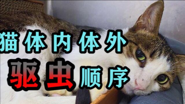 猫体内体外驱虫顺序