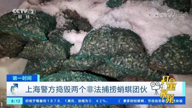 禁渔期内非法捕捞?上海警方捣毁两个非法捕捞蛸蜞团伙