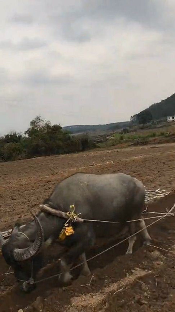 种田的精神小伙太搞笑了