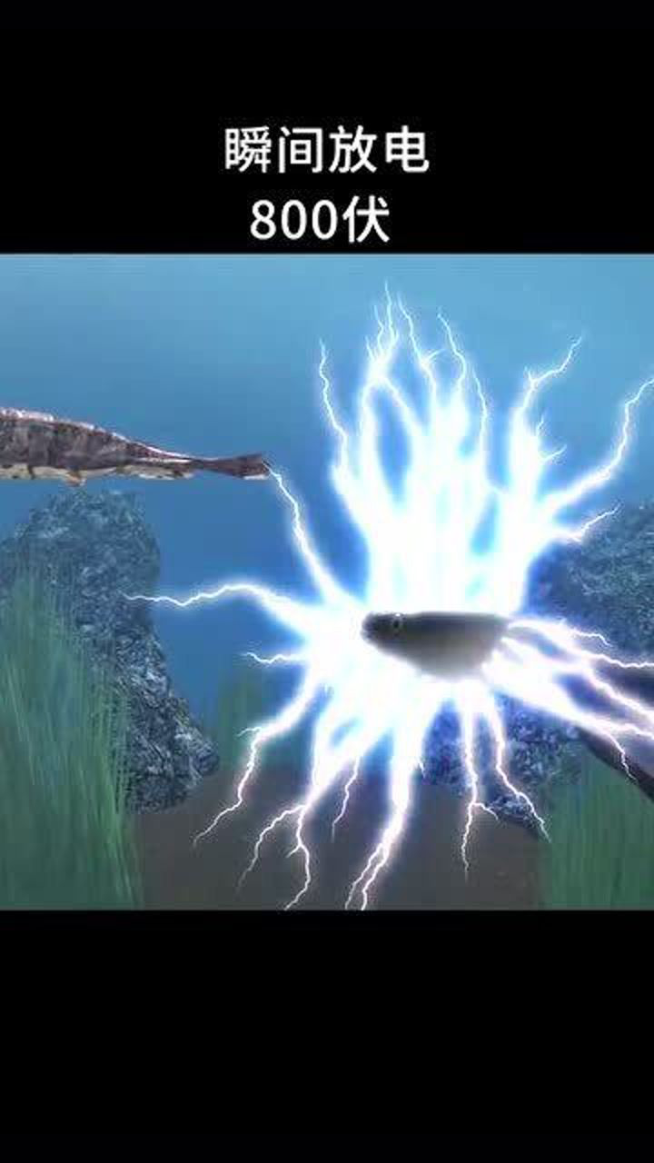 瞬间放电800伏电鳗是如何做到发电的