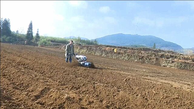 黔南瓮安:太子参种植拓宽群众致富路