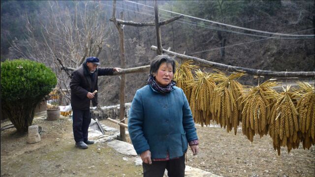 伊河第4村,深山老两口种谷子吃米饭包槲包,谷穗挂满房梁