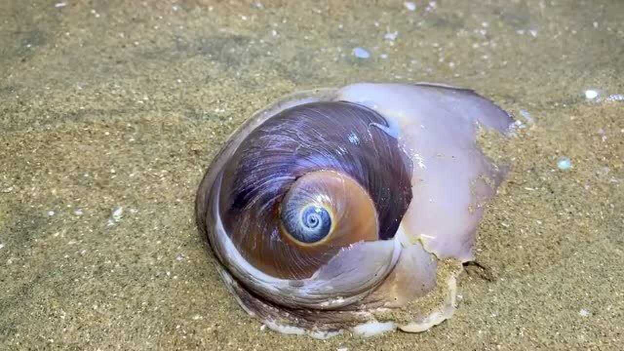 大庆赶海,这个猫眼螺,太大了吧