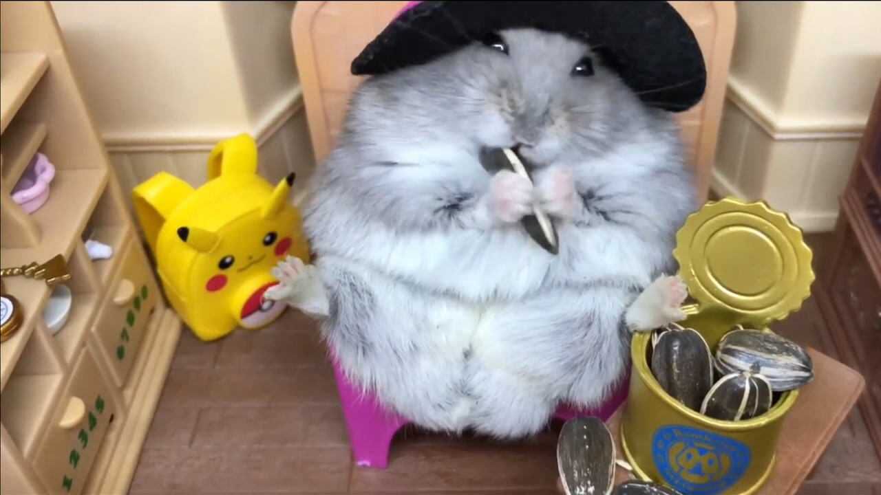 仓鼠胡吃海吃长成了大胖子主人给它做起了造型师和规划师