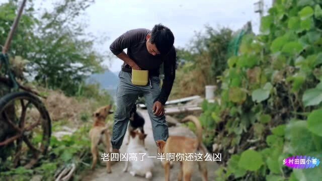 杰克犬出生牛肚不怕虎,身高大它一半的土猎犬都得让着它