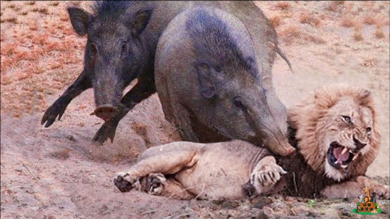 疣猪被狮子追捕,不甘心被吃转守为攻,最后竟打的狮子落荒而逃!