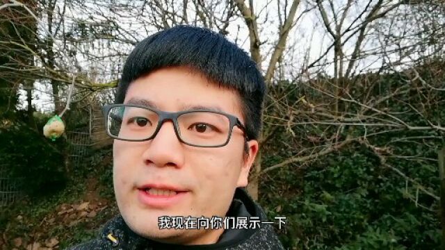 在德国鸟儿不怕人虐狗犯法,不要摸小孩子头会被孩子父母想歪