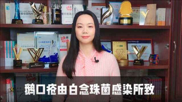 虾米妈咪育儿日历丨鹅口疮是由白念珠菌感染所致