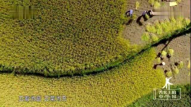 舌尖上的中国:其实许多蔬菜也可以做药膳,五畜为益五菜为充